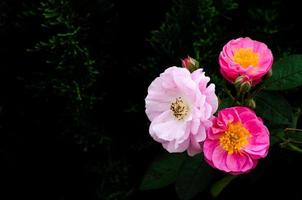 Pink roses blooming on its tree isolated on dark pine tree background. photo