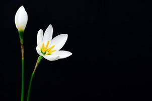 flor de lirio de lluvia de color blanco que florece en la temporada de lluvia sobre fondo oscuro con espacio para texto. foto