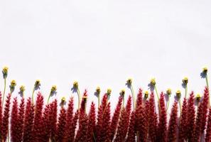 botones de abrigo o flores de margarita tridax y flores rosas de pennisetum de plumas o hierba de misión con sombra de la luz del sol sobre fondo de papel blanco. foto