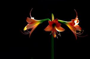 el hermoso color naranja de la flor amarilis en el jardín aislado en fondo negro con espacio para texto. foto