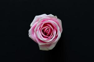 Pink rose isolated on black background. photo