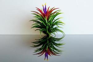 Air plant Tillandsia with its flower puts on white and black background. photo