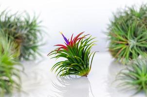 planta de aire tillandsia con su flor sobre fondo blanco. foto