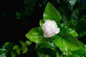 flor blanca fresca de jazmín de tailandia con sus hojas para el día de la madre en tailandia en agosto. foto