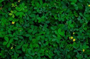 Background and texture green leaves and some yellow flowers of Pinto Peanut. photo