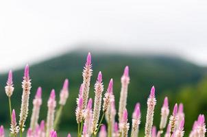 Pink and white Plumed Cockscomb flower with green blurred background of mountain. photo