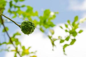 Kaffir Lime or Citrus hystrix on its tree which use to cook or extract the oil aroma. photo