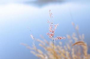 Rose Natal grass with blurry brown and blue color background from dry leaves and water from the lake. photo