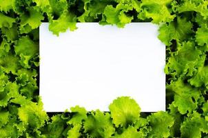 verduras frescas de lechuga orgánica del jardín con papel blanco en blanco con espacio para texto. foto