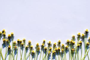 botones de abrigo o flores de margarita tridax con sombra de la luz del sol sobre fondo de papel blanco. foto