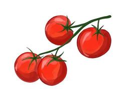 Vector Sprig of cherry tomatoes hand drawn by watercolor. Ripe vegetables illustration.