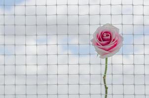A pink rose puts on the net photo