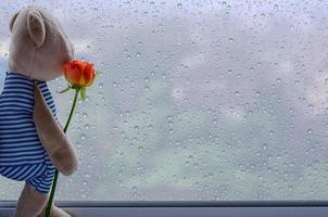 Teddy bear stands at window holding rose and looking out from the window. photo