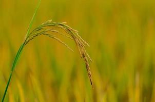 semilla de arroz madura amarilla con hojas verdes y secas en el campo de arroz en el norte de tailandia. foto