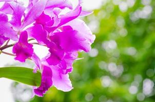 Focus and blurred of blooming pink and purple color Cattleya orchid on green background. photo