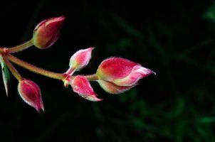 el capullo del arbusto de la gloria o la flor de la princesa aislado en un fondo verde oscuro con espacio para el texto. foto