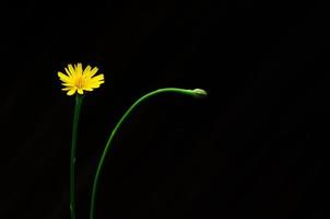 color amarillo de la flor de diente de león aislada en un fondo oscuro con espacio para texto. foto
