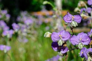 Purple color Tradescantia or Spiderworts flower. photo