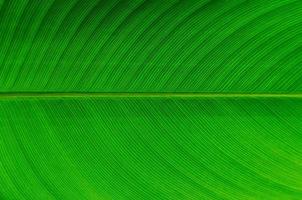 Selective focus of green leave with its veins for background and texture. photo