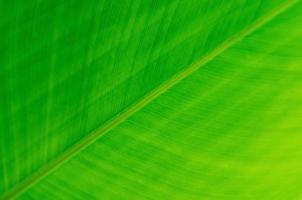 Selective focus of green leave with its veins for background and texture. photo