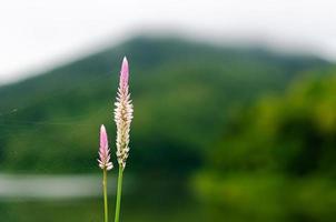 flor de cresta de gallo rosa y blanca con telaraña sobre fondo verde borroso de la montaña. foto