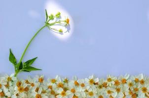 agujas españolas o flores bidens alba con luz solar brillando sobre fondo papar blanco. foto