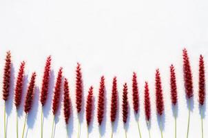 Pink flowers of feather pennisetum or mission grass with shadow from sun light on white paper background. photo