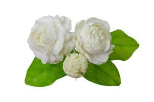 Fresh white Thailand Jasmine flower with its leaves isolated on white background for mother day in thailand on August.