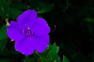 Violet color of Glory bush or Princess flower photo