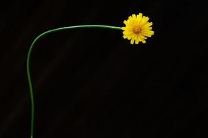 color amarillo de la flor de diente de león aislada en un fondo oscuro con espacio para texto. foto