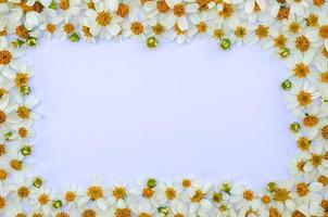 Spanish needles or Bidens alba flowers set as frame on white paper background. photo