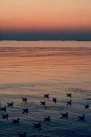 silueta de gaviotas nadando en el mar cuando se pone el sol. foto