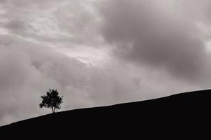 A single tree left in the mountain with dark cloud. photo