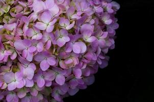 Bush of pink hydrangea flowers on black background with space for text. photo