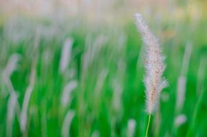 white color Pennisetum polystachion or Mission Grass or Feather Pennisetum flower flow by the wind photo