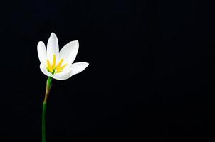 White color Rain Lily flower blooming in rain season on dark background with space for text. photo