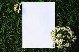papel blanco con espacio para texto que tiene agujas españolas o flores bidens alba colocadas en las esquinas sobre fondo de hierba verde. foto