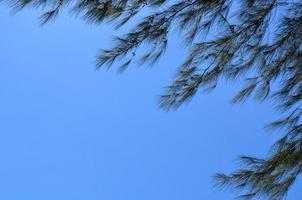 pino australiano con cielo azul claro y brillante. foto