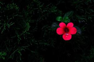 Enredadera de coral de flores de color rojo que crece en un pino aislado en un fondo verde oscuro con espacio para texto. foto