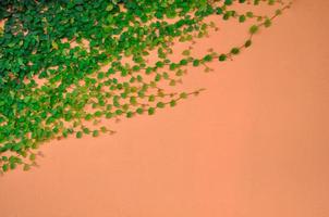 Ficus pumila tree or creeping fig or climbing fig on orange color wall. photo