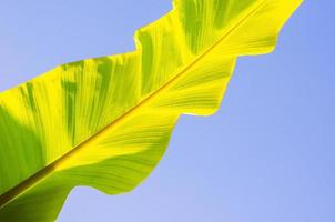 Green young banana leaf shining from sun light in the morning with bright blue sky. photo