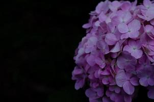 Bush of pink hydrangea flowers on black background with space for text. photo