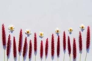 flores rosas de pennisetum de plumas o hierba de misión y agujas españolas o flores de bidens alba con sombra de la luz del sol sobre fondo de papel blanco. foto