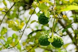 Kaffir Lime or Citrus hystrix on its tree which use to cook or extract the oil aroma. photo