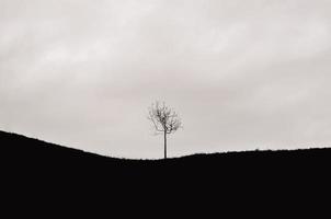 un solo árbol dejado en la montaña con una nube oscura. foto