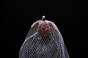 A turtle toy model trapped in white net on black background. Minimal world ocean day concept. photo