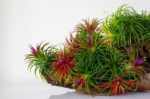 planta de aire floreciente tillandsia con su colorida planta de flores en tronco de madera sobre fondo blanco. foto