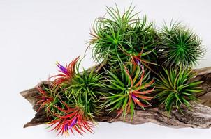 Air plant Tillandsia with colorful flowers plants in wooden log on white background. photo