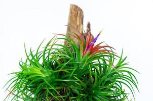 planta de aire tillandsia con su flor sobre fondo blanco. foto