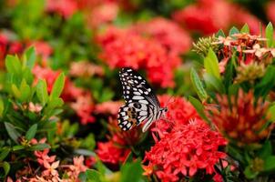 mariposa chupando néctar de flores de espiga foto